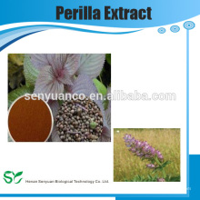 Extrait de plantes chinoises Extrait d&#39;herbes Perilla